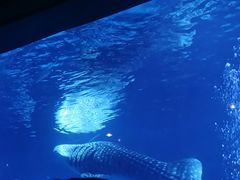 -烟台海昌鲸鲨海洋公园