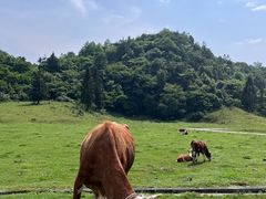 -山王坪喀斯特国家生态公园