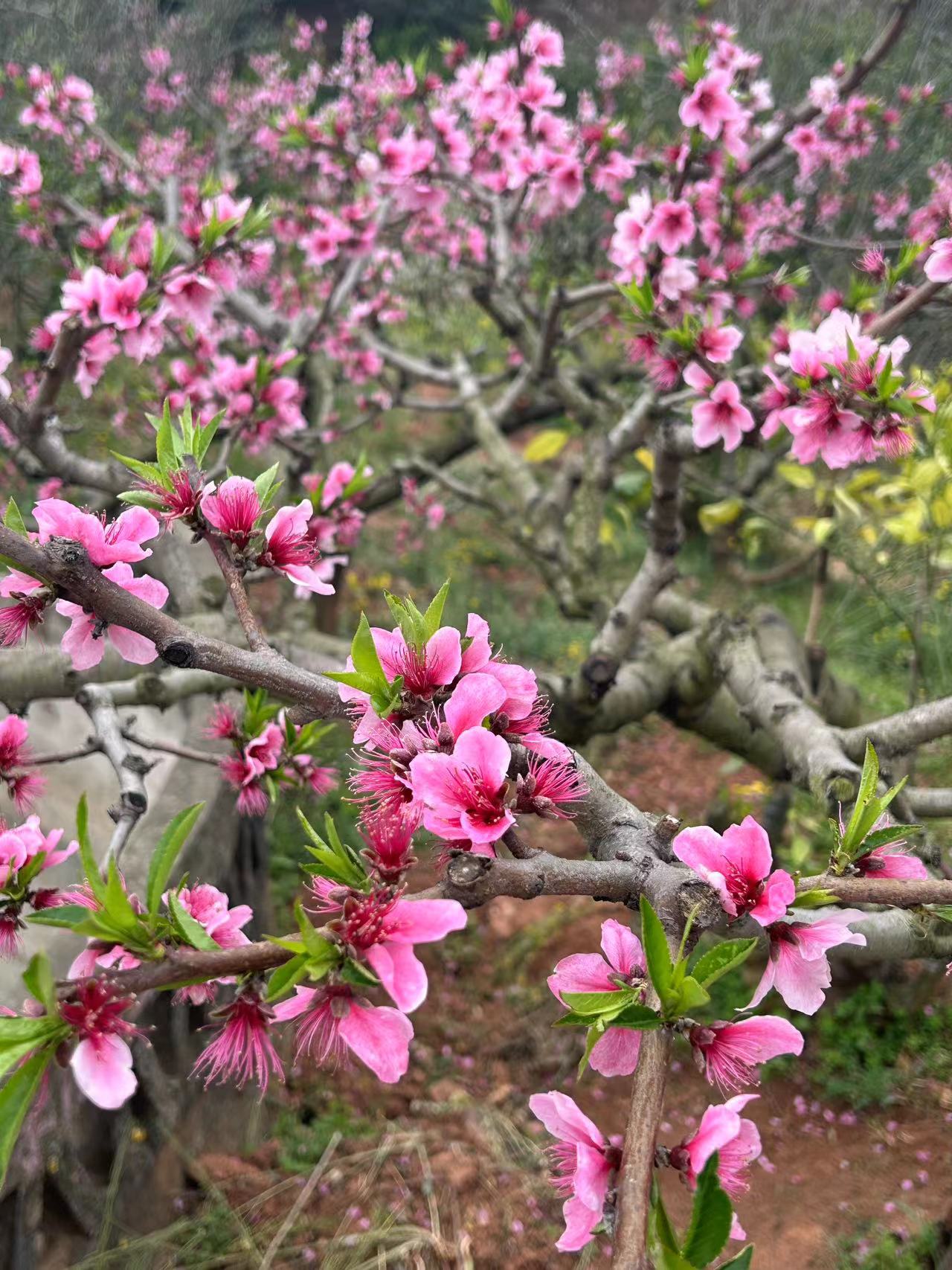 赏桃花 真实图片