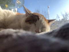 -平行世界·猫咖(首经贸店)