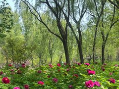 -洛阳市隋唐城遗址植物园
