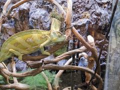 -上海大自然野生昆虫馆(东方明珠·爬宠昆虫探索中心)