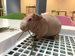 -Moni星球萌宠·小马宝莉·灵蛇·高端高阶全萌宠互动体验俱乐部(红豆国际广场店)