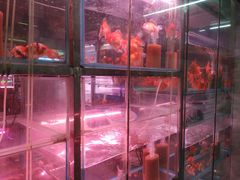 -中环花鸟鱼虫市场