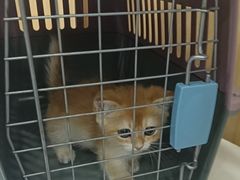 -瑞派长江宠物医院·猫科·外科·24小时夜护(谊城公寓分院)