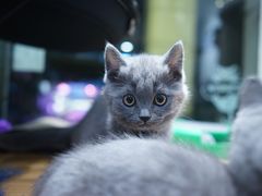 -小尾巴宠物店(万科·金域华庭店)