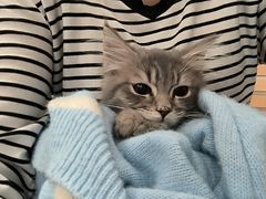 -楼上猫咖(罗湖店)