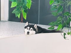 -Husky Go!哈士奇体验馆·宠物咖啡厅狗咖