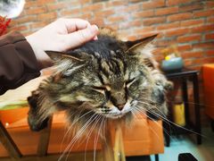 -豆逗聊愈猫阁Easy Life