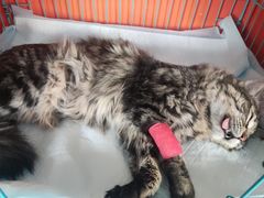 -瑞派福兴宠物医院犬猫全科·骨科·中西医结合(河东店)