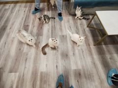 -BABIT巴比特宠物(MOMOPARK店)