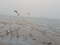 -南戴河旅游度假区