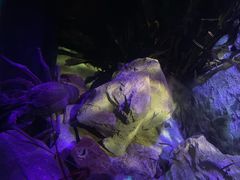 -悉尼海洋生物水族馆
