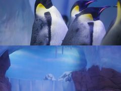 -海合安成都极地海洋公园