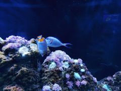 -暹罗海洋世界