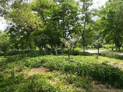 -长白岛森林公园
