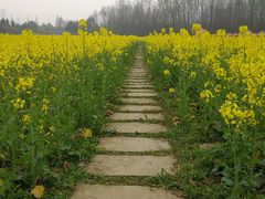 -桤木河湿地公园