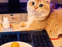 -欣宠猫屋·矮脚拿破仑·蓝金金渐层