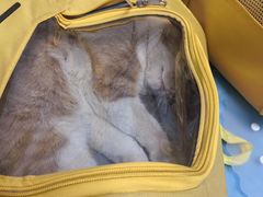 -纳吉亚猫专科动物诊疗中心(蒋宅口分院)