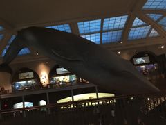 -美国自然历史博物馆