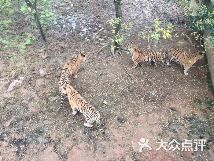 九峰森林動物園-圖片-武漢周邊遊-大眾點評網