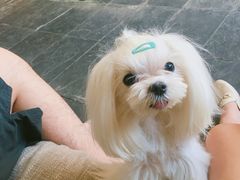 -百好乐宠物友好餐厅(朝外大街店)