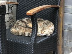 -喵屿·大理花园猫咖