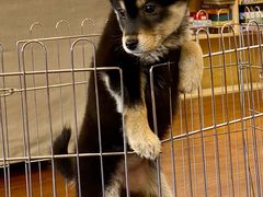 -豆柴町-柴犬主题狗咖(红鼎国际C座店)