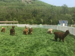 -大连铭湖国际观光牧场
