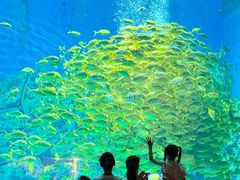 -芜湖新华联大白鲸海洋公园