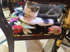 -猫色咖啡·猫咖
