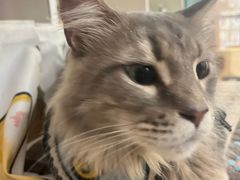 -楼上猫咖(罗湖店)