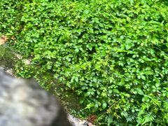 -都江堰中华大熊猫苑