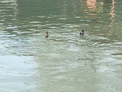 -皇家御河游(紫御湾码头)