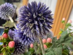 -翠贝卡&Mama Kelly Brunch Coffee(河西店)