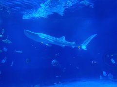 -烟台海昌鲸鲨海洋公园