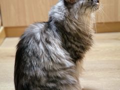 -MOCHA明星猫咖(田子坊店)