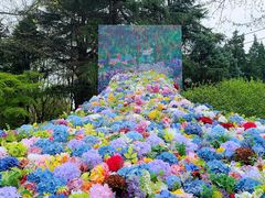 -上海共青森林公园