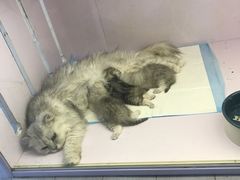 -喵的天空名猫咖啡馆·撸猫·猫舍·用品