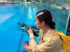 -帝企鹅自助餐厅•儿童岛•真企鹅(长隆企鹅酒店)