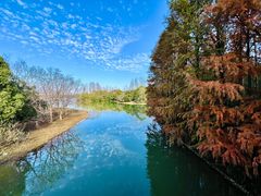 -上海海湾国家森林公园