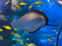 -太平洋海底世界