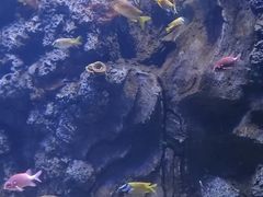 -芜湖新华联大白鲸海洋公园