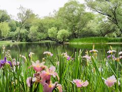 -上海共青森林公园