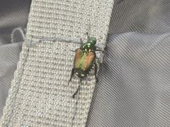 -米兰马尔彭萨国际机场