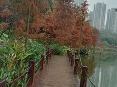-重庆彩云湖湿地公园