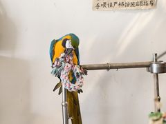 -吉丁鸟咖·异宠·寄养