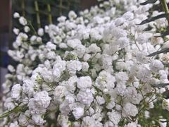 -亭亭鲜花店(中山北路店)