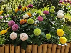 -上海共青森林公园