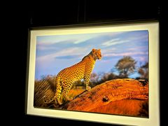 -罗红摄影艺术馆